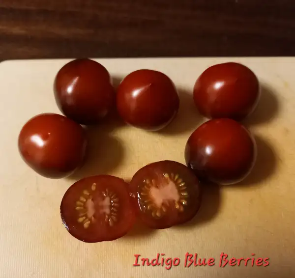 Tomaten: Indigo Blue Berries