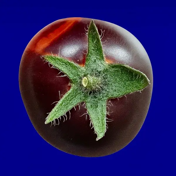 Tomaten: Indigo Blue Berries