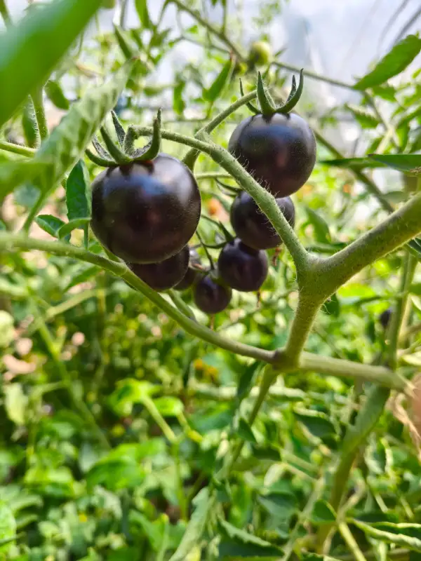 Tomaten: Indigo Blue Berries