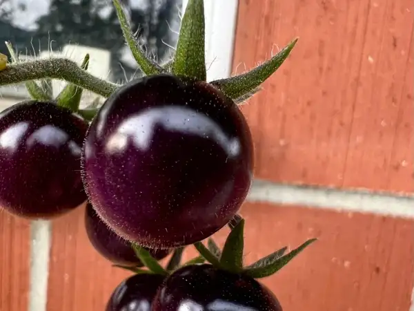 Tomaten: Indigo Blue Berries