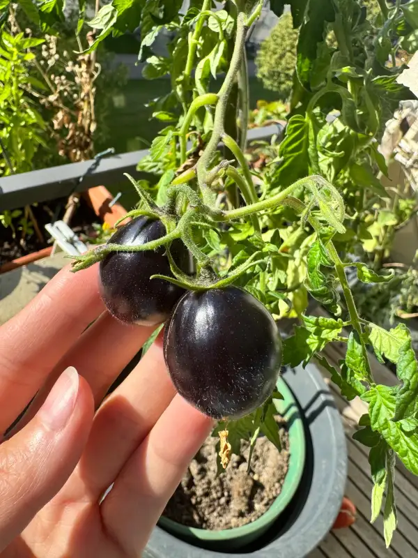 Tomaten: Indigo Blue bzw. „Indigo Blueberry“