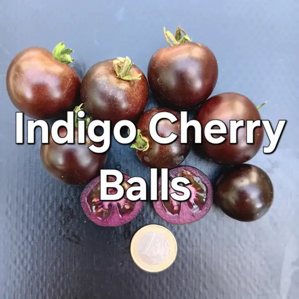 Tomaten: Indigo Cherry Balls