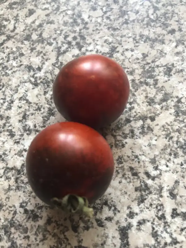 Tomaten: Indigo Cherry Drop