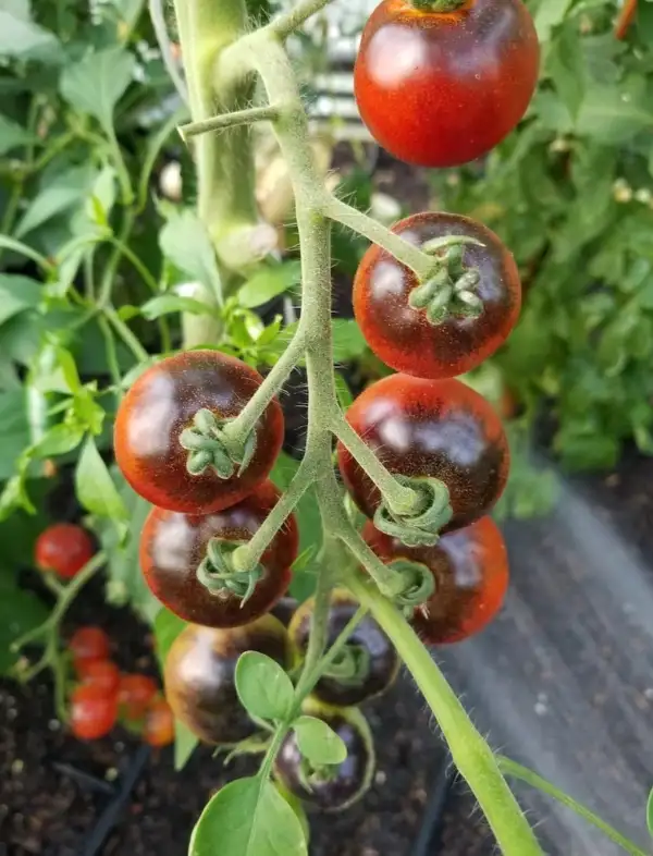 Tomaten: Indigo Cherry Drops