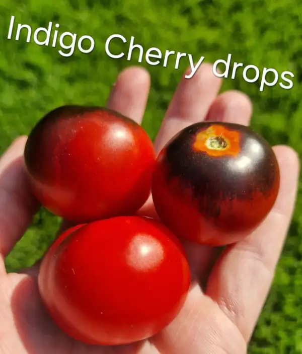 Tomaten: Indigo Cherry Drops