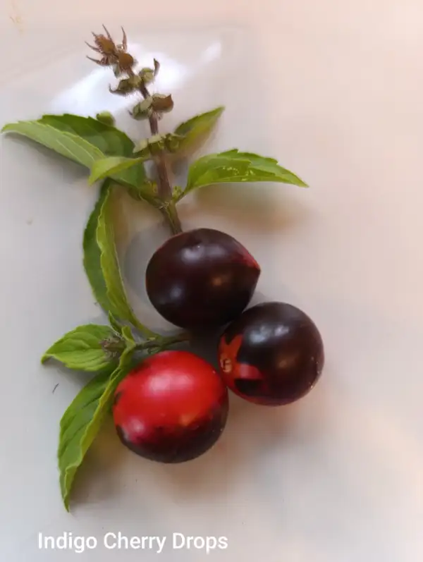Tomaten: Indigo Cherry Drops