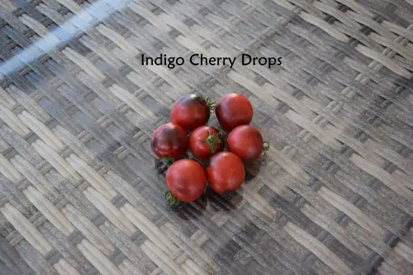 Tomaten: Indigo Cherry Drops