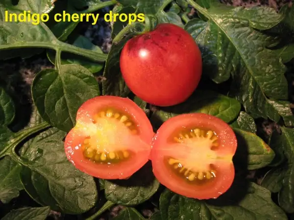 Tomaten: Indigo Cherry Drops