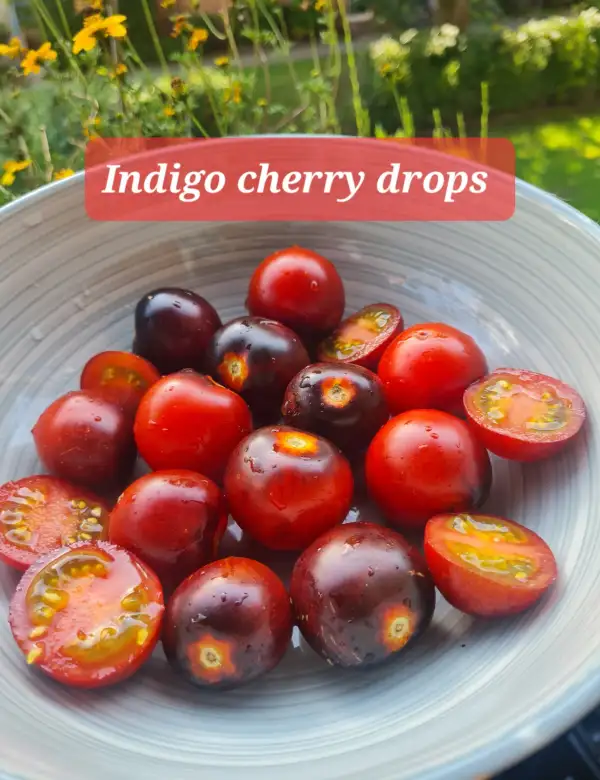 Tomaten: Indigo Cherry Drops