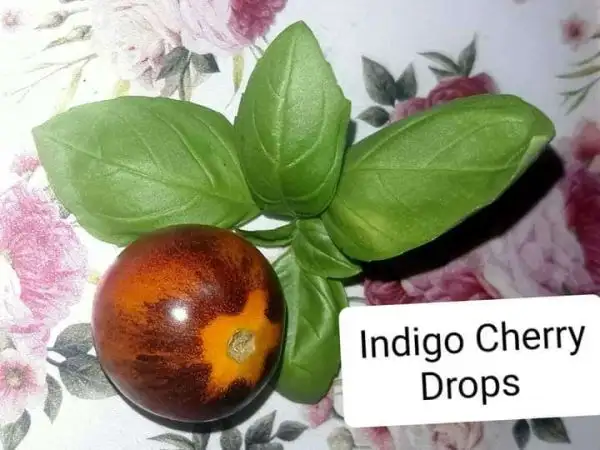 Tomaten: Indigo Cherry Drops