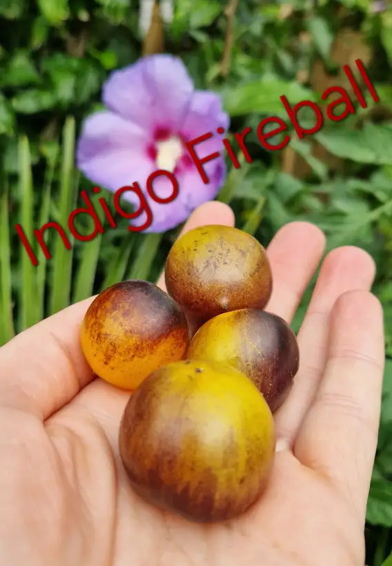 Tomaten: Indigo Fireball