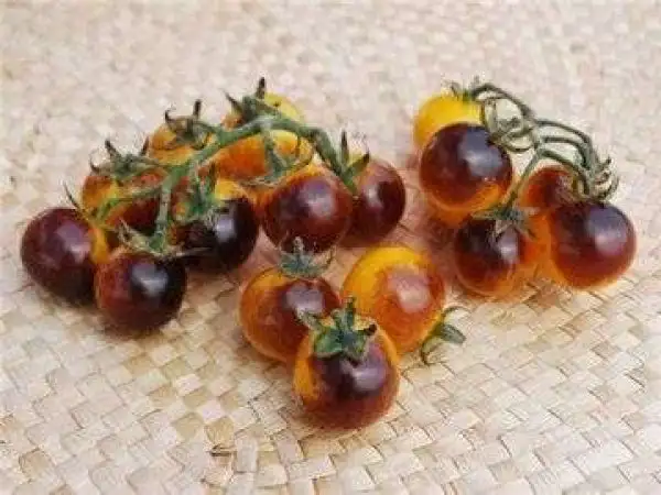 Tomaten: Indigo Gold Berries