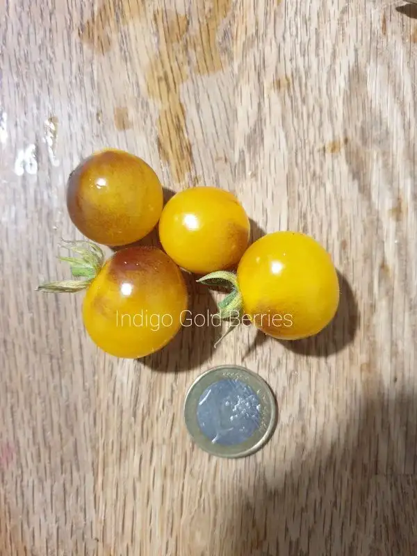 Tomaten: Indigo Gold Berries