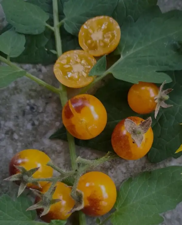 Tomaten: Indigo Goldberry