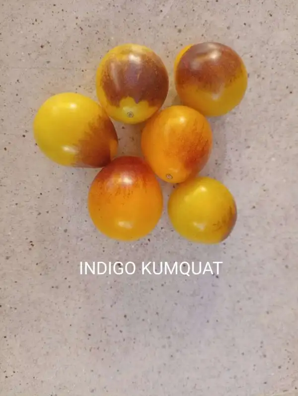 Tomaten: Indigo Kumquat