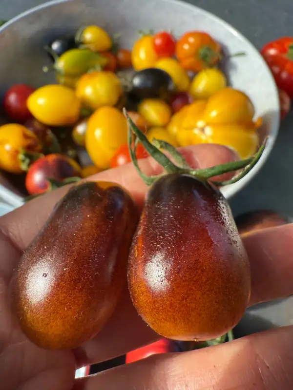 Tomaten: Indigo Kumquat
