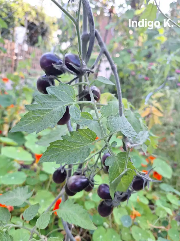 Tomaten: Indigo Kumquat