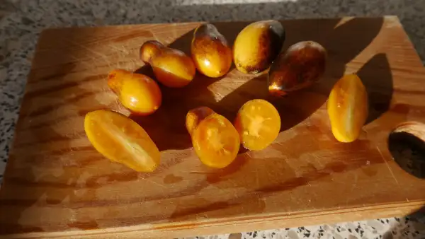 Tomaten: Indigo Kumquat