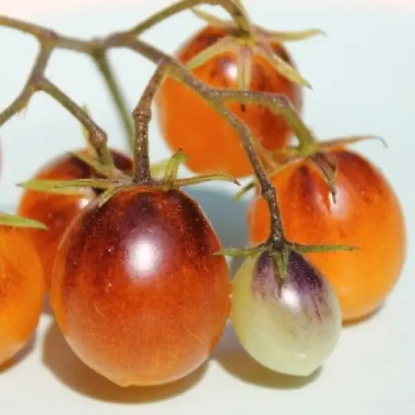 Tomaten: Indigo Kumquat