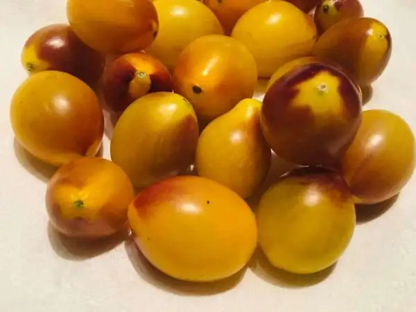 Tomaten: Indigo Kumquat