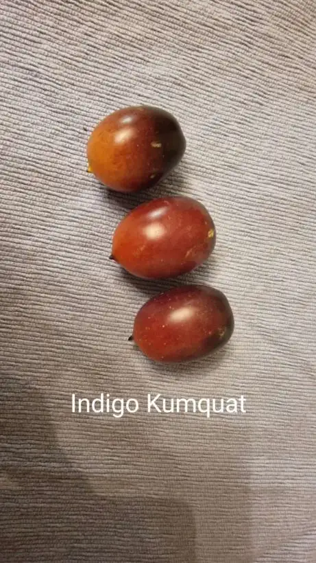 Tomaten: Indigo Kumquat