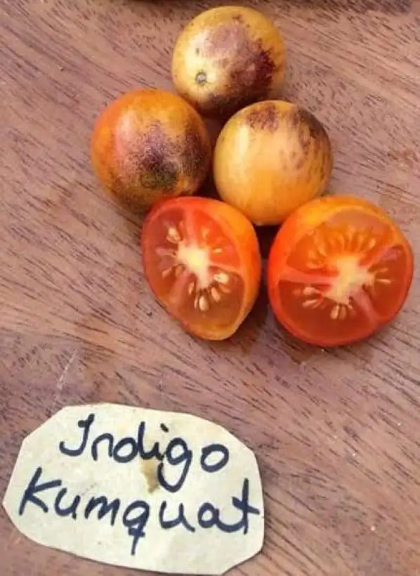 Tomaten: Indigo Kumquat