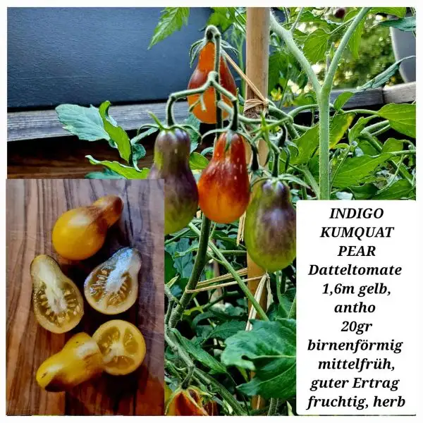 Tomaten: INDIGO KUMQUAT PEAR