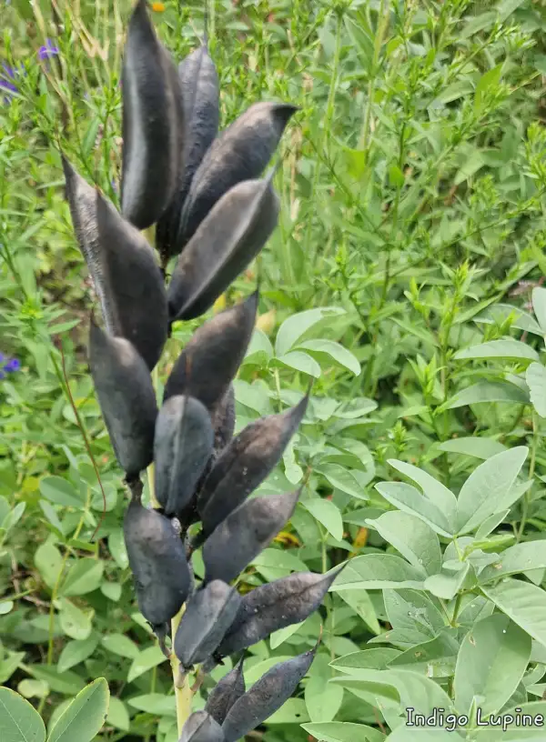 Blumen: Indigo Lupine (Färberhülsenstrauch)