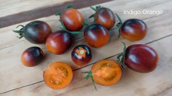 Tomaten: Indigo Orange