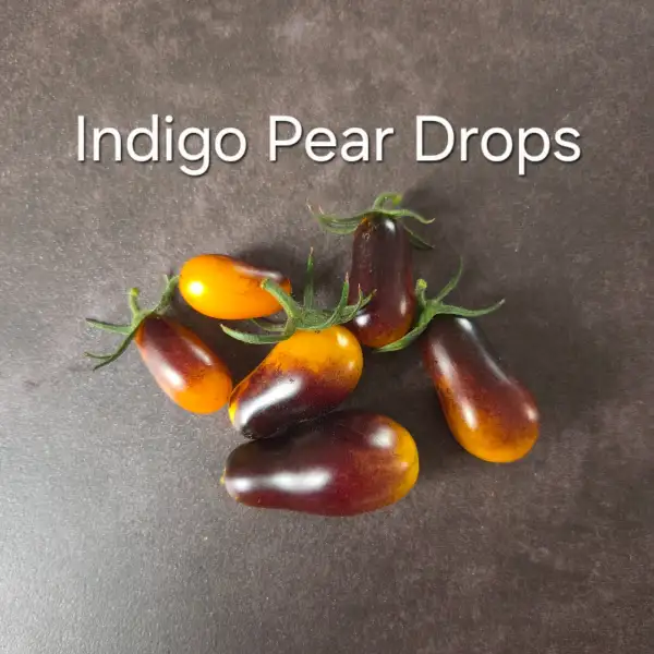 Tomaten: Indigo Pear Dops