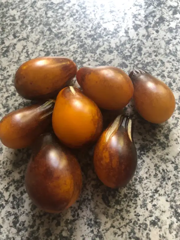 Tomaten: Indigo Pear Drop