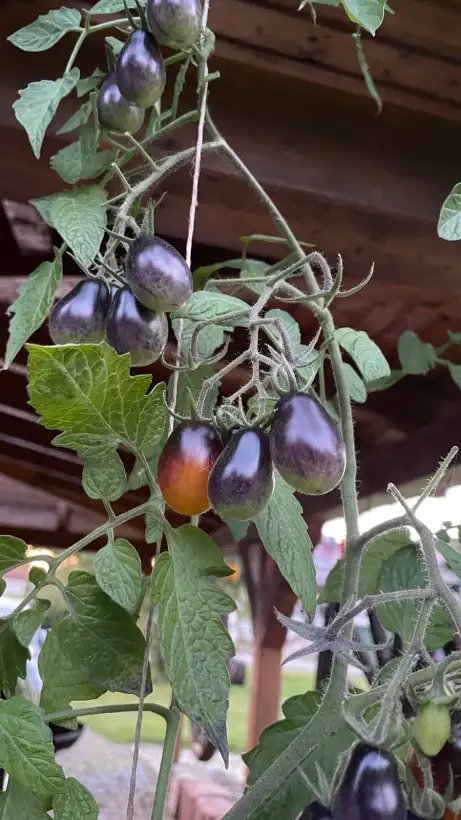 Tomaten: Indigo Pear Drop
