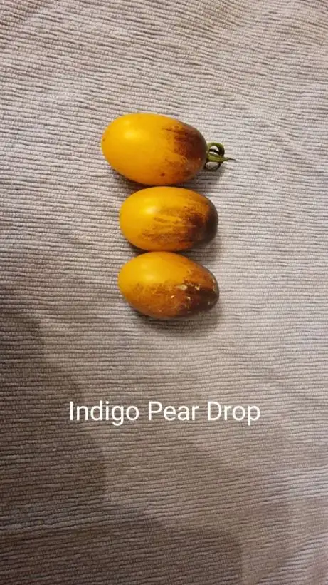 Tomaten: Indigo Pear Drop