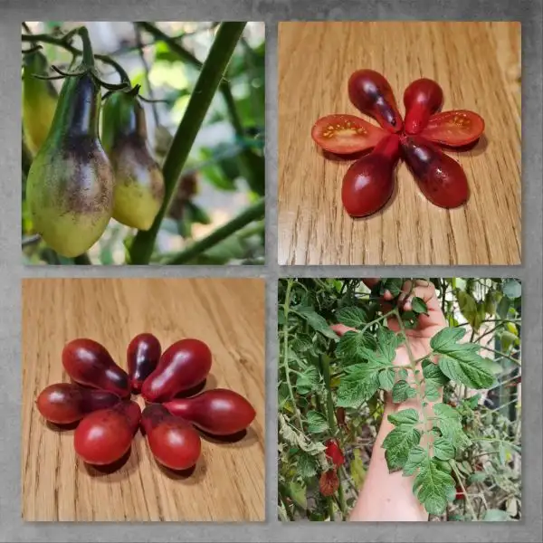 Tomaten: Indigo Pear Drop Pink