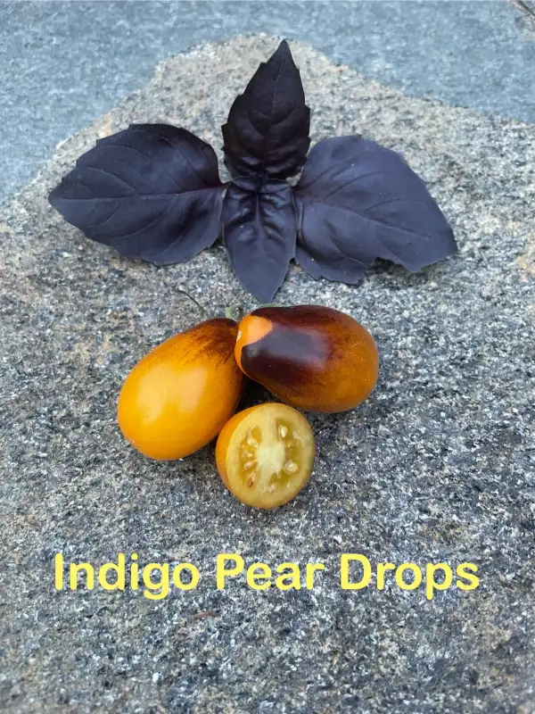 Tomaten: Indigo Pear Drops