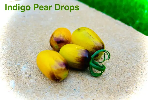 Tomaten: Indigo Pear Drops