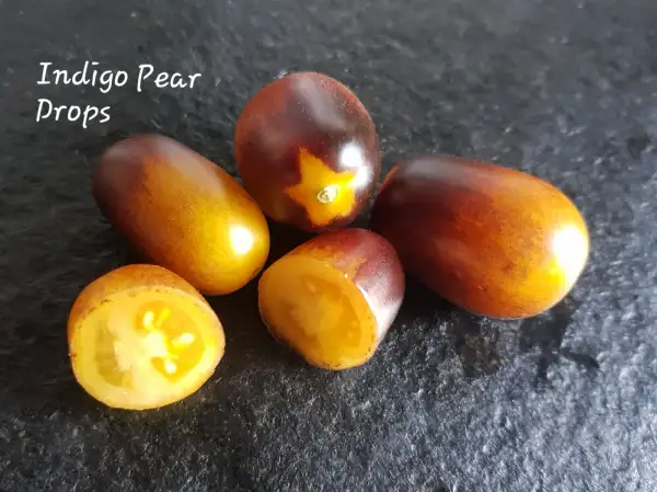 Tomaten: Indigo Pear Drops