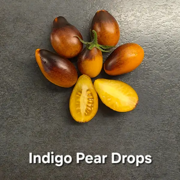 Tomaten: Indigo Pear Drops