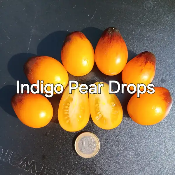 Tomaten: Indigo Pear Drops