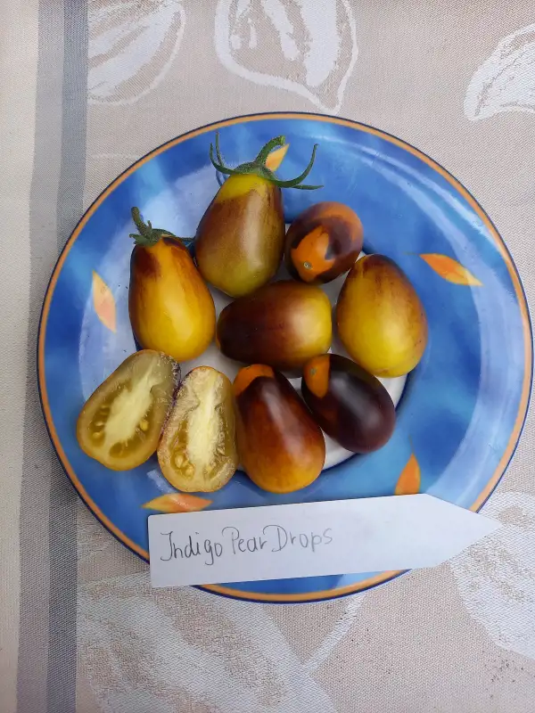 Tomaten: Indigo Pear Drops