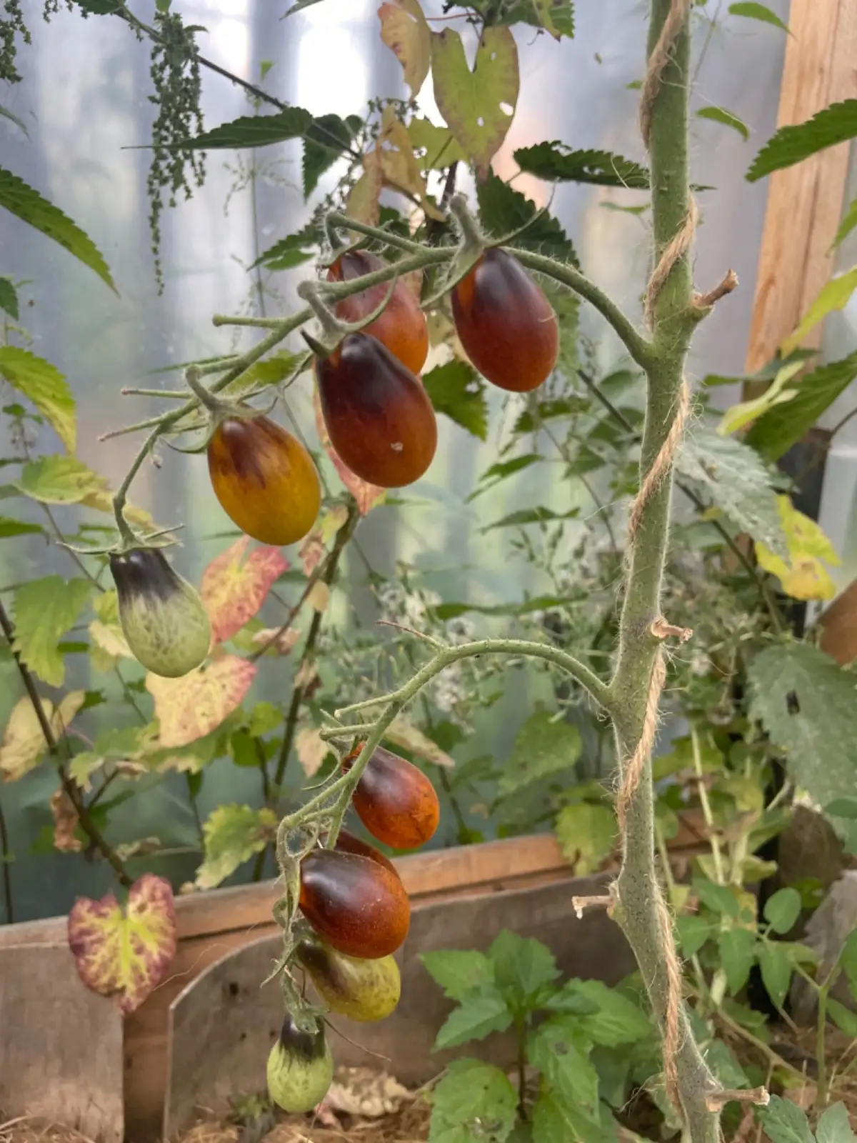 Tomaten: Indigo Pear Drops