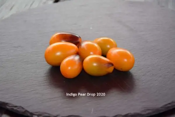 Tomaten: Indigo Pear Drops