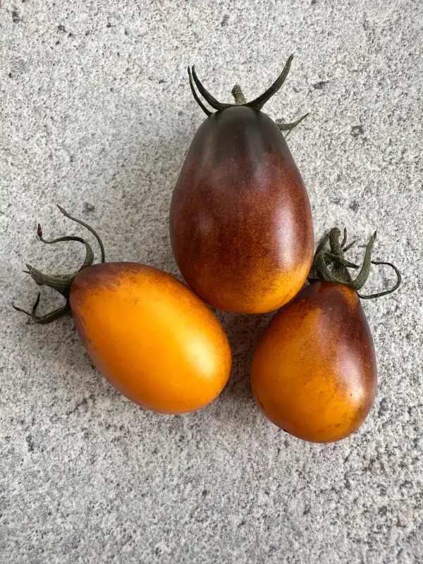 Tomaten: Indigo Pear Drops