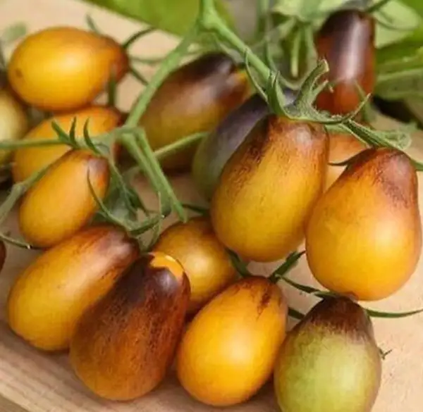 Tomaten: Indigo Pear Drops