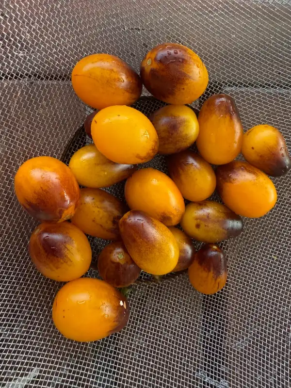 Tomaten: Indigo Pear Drops