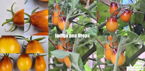 Tomaten: Indigo Pear Drops