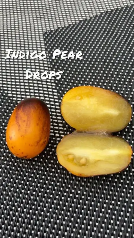 Tomaten: Indigo Pear Drops