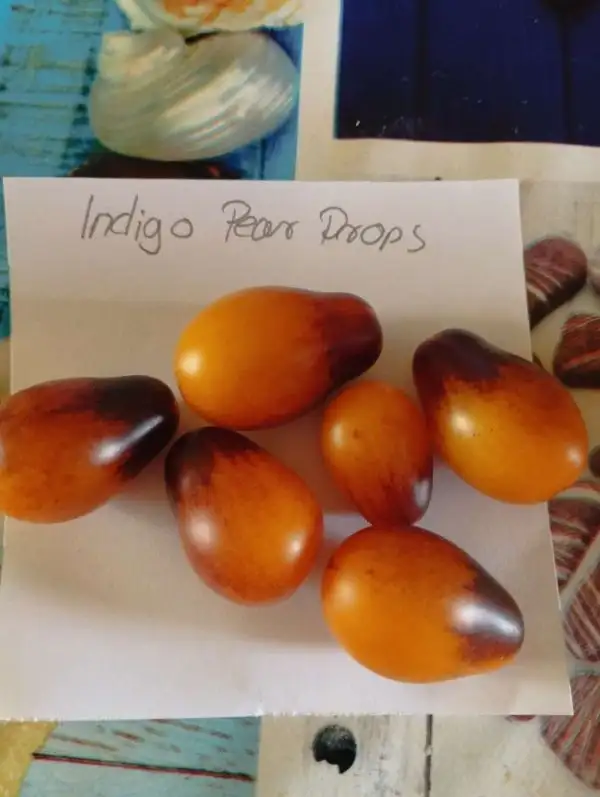 Tomaten: Indigo Pear Drops