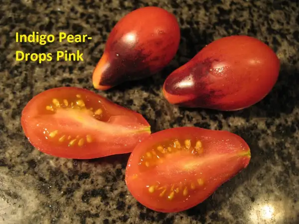 Tomaten: Indigo Pear Drops Pink