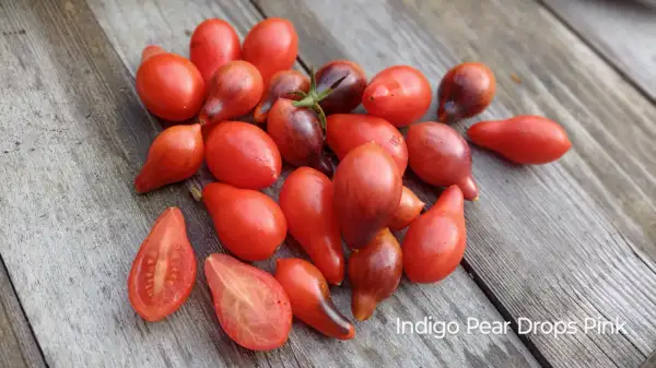 Tomaten: Indigo Pear Drops Pink